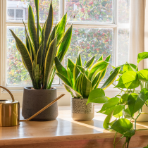 Aloe Vera Pot