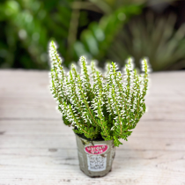 Calluna vulgaris)