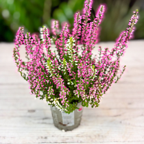 Calluna