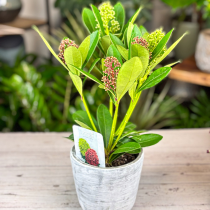 Skimmia Japonica