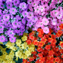 Seasonal Mixed Flowers