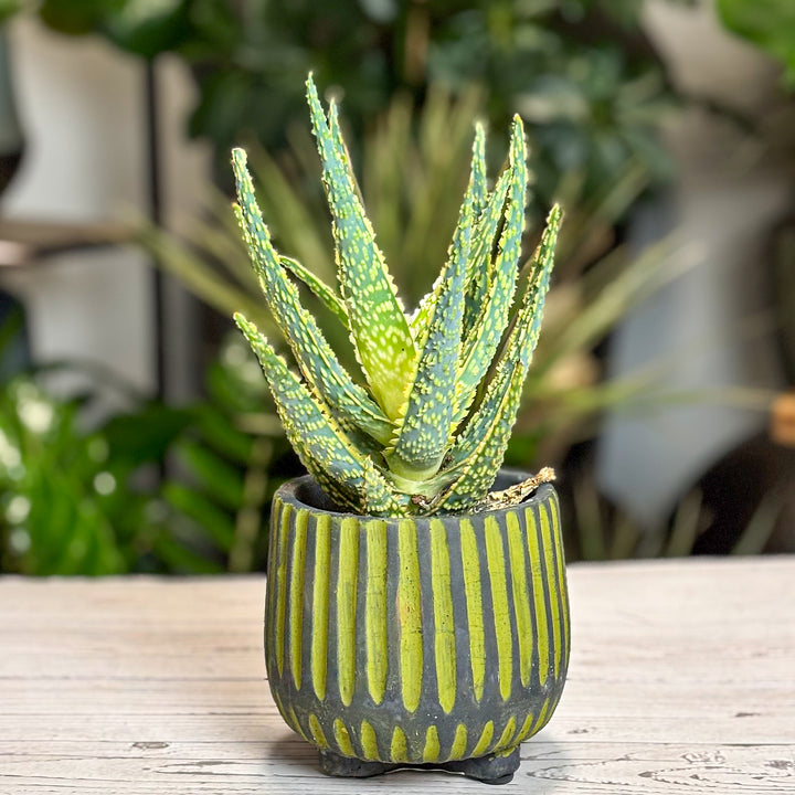 Variegated Aloe Vera