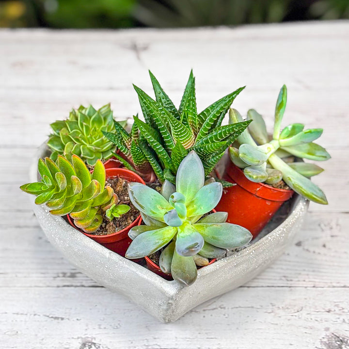 Succulent Garden