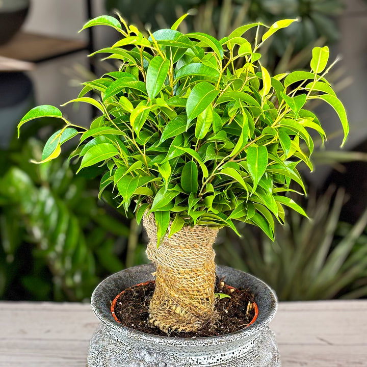 Bonsai Ficus