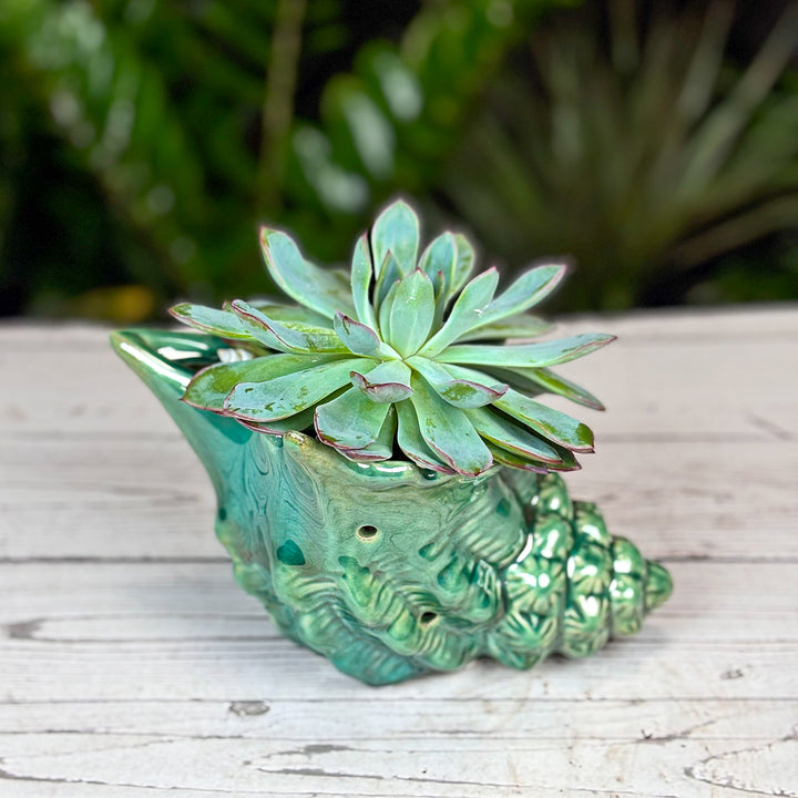 Seashell Succulent Planter